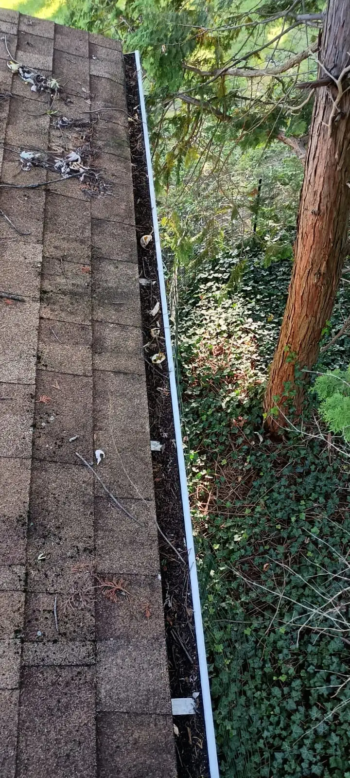 Gutter run packed with compacted dark debris and evergreen needles, with a cedar growing directly over the roof edge